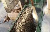 Alle Rüben werden kräftig geduscht. Die Erde wird gesammelt und den Bauern wieder zur Verfügung gestellt. Die Zuckerrübe ist übrigens eine zweijährige Pflanze.